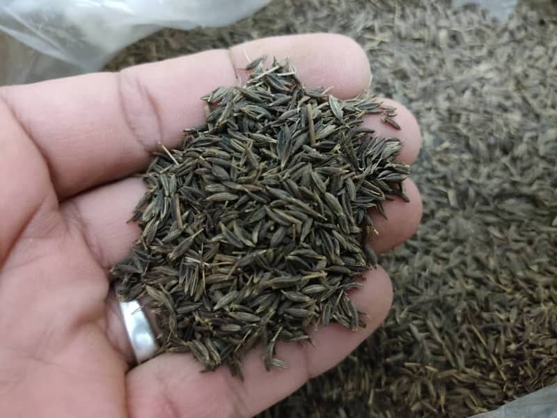 زیره سیاه عمده ایرانی با کیفیت تضمینی